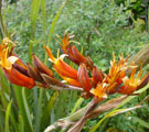Native Flax Flowering